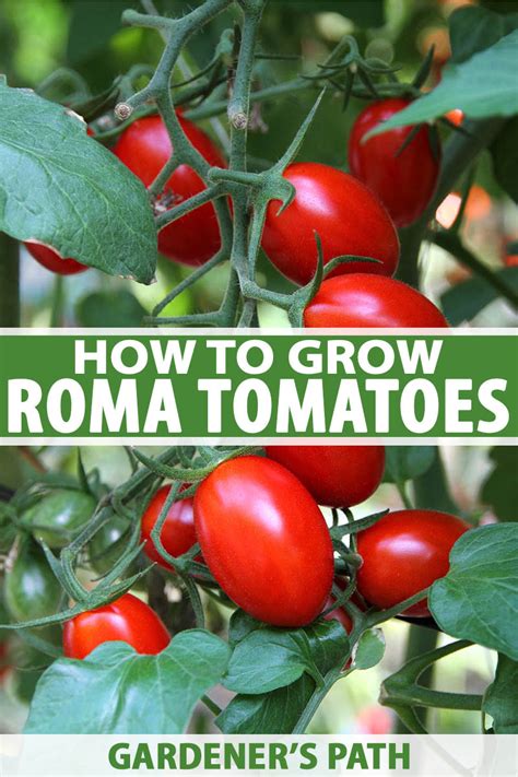 mature roma|How to Grow and Care for Roma Tomatoes